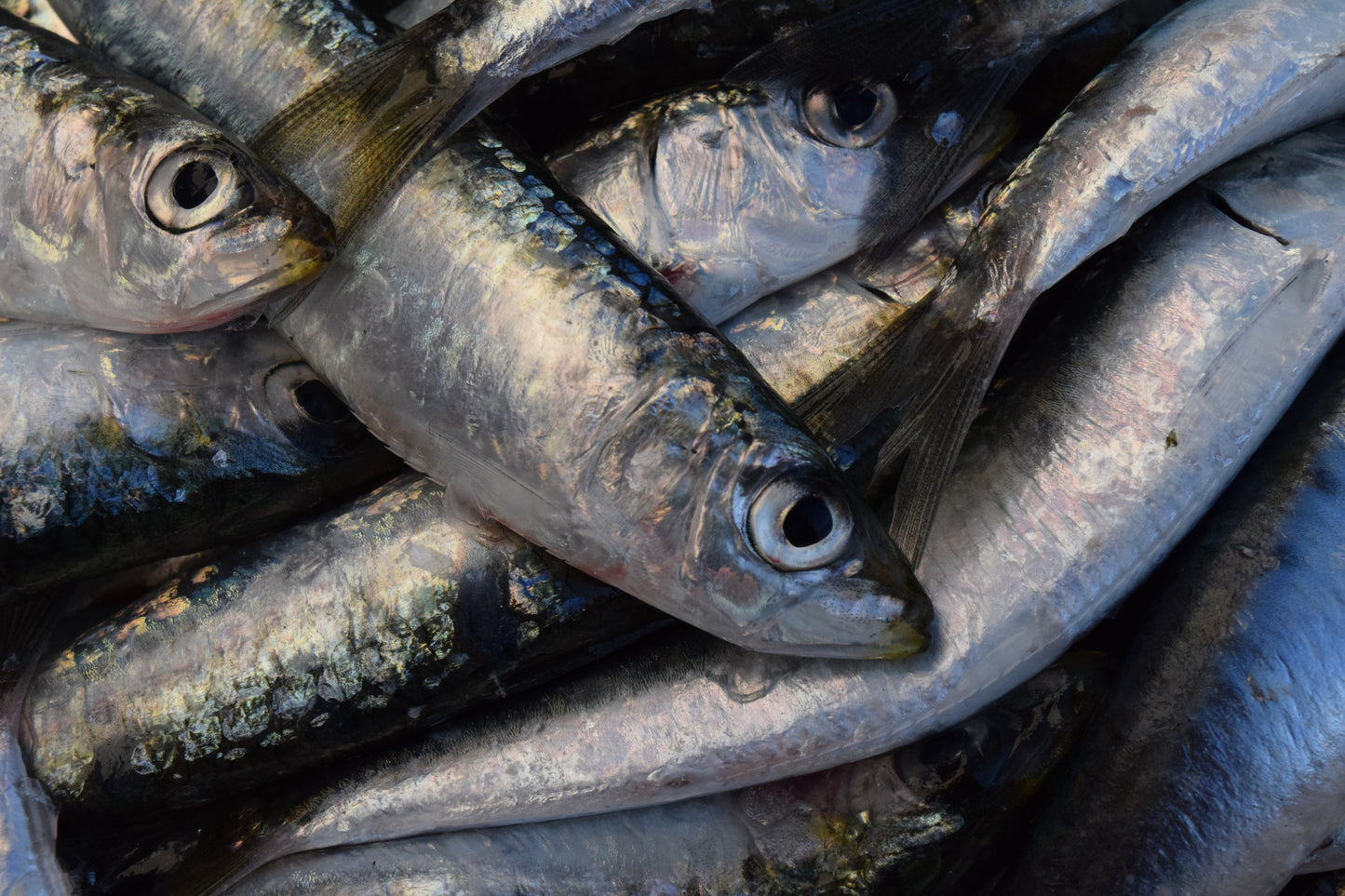 Frozen Sardines Frozen Fish