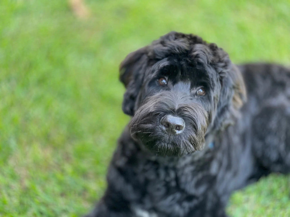 Portuguese water dog who eats raw dog food